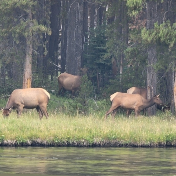 Meet your Posher, Sandy - Picture 1 of 1